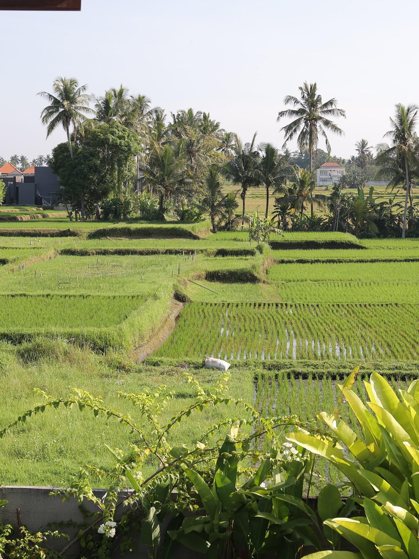 Industrial-style lofts with rice field views photo 3
